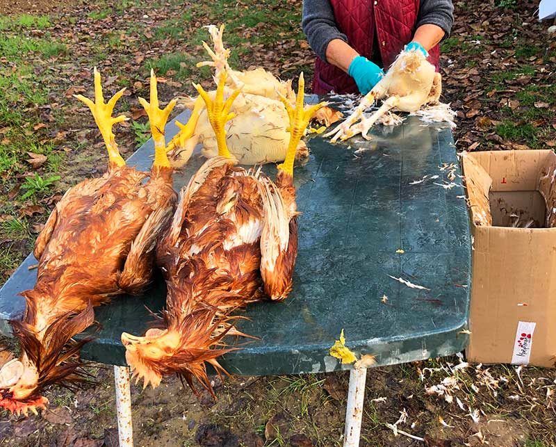 飼っている鶏を絞めてさばく 動物を食べる大切さを学んだ イタリアに住んだネギ