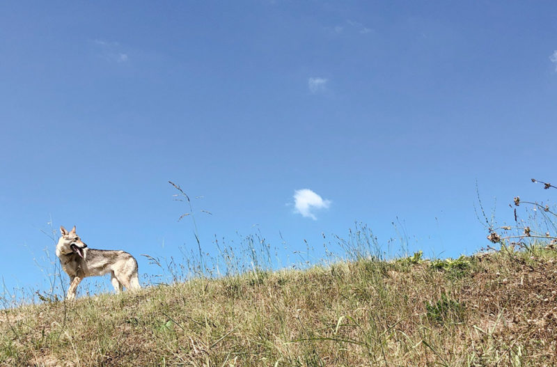 人里で オオカミが出る なんてのは嘘 原因は人間の飼い犬放棄 イタリアに住んだネギ